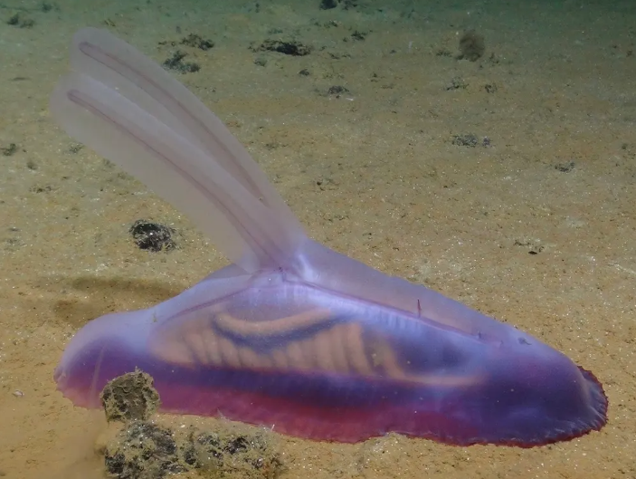 5,000 New Species Unveiled in Pacific Ocean Discovery